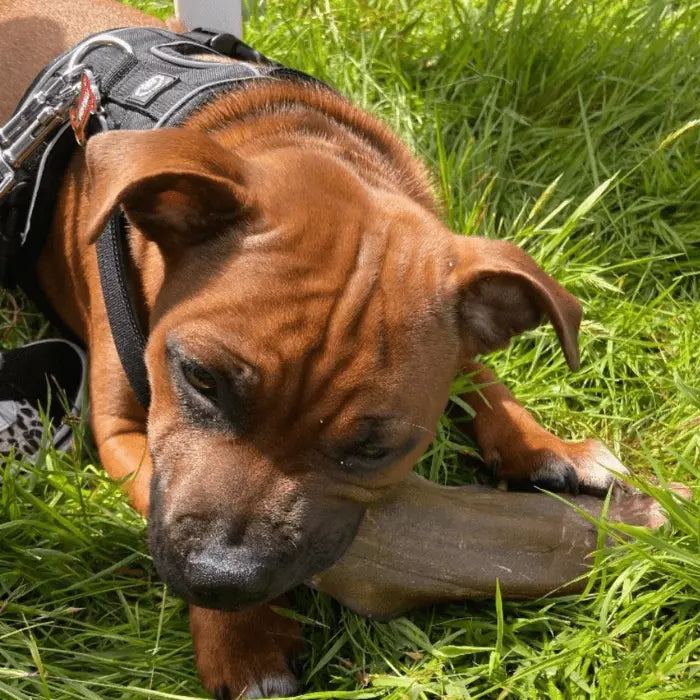 Buffalo Ear for Dogs