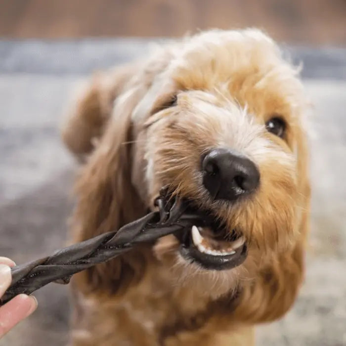 Dog with Braided Camel Skin