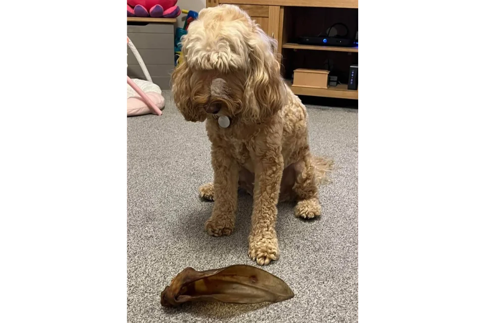 Buffalo Ear for Dogs - Dogtropolis Customer