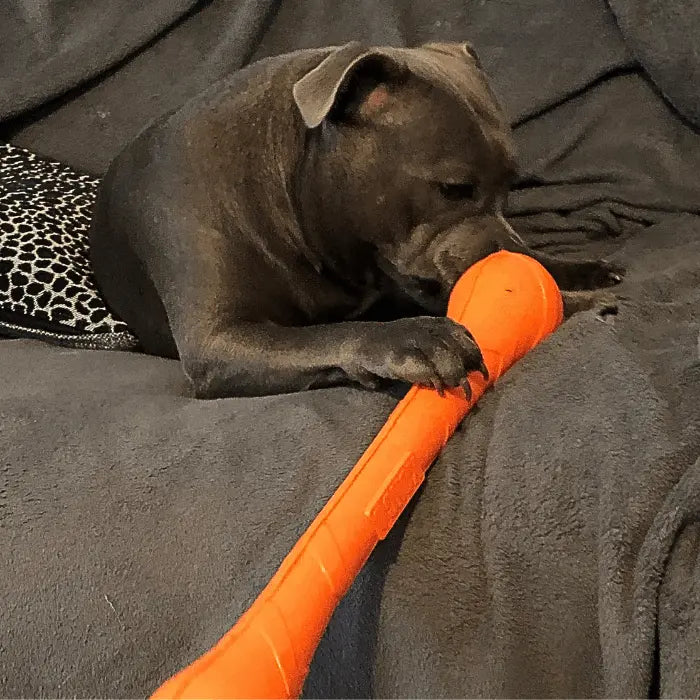 Dog with KONG SqueakStix