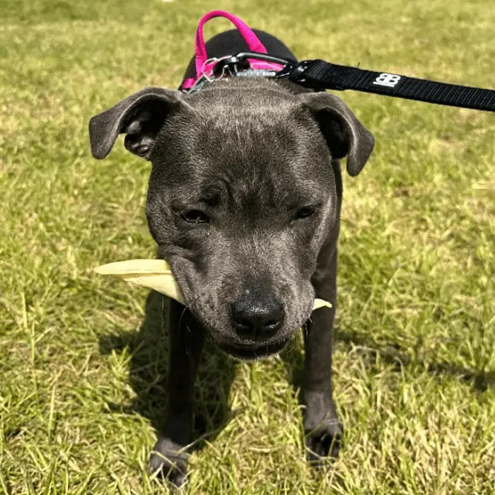 Customer with Lamb Ear