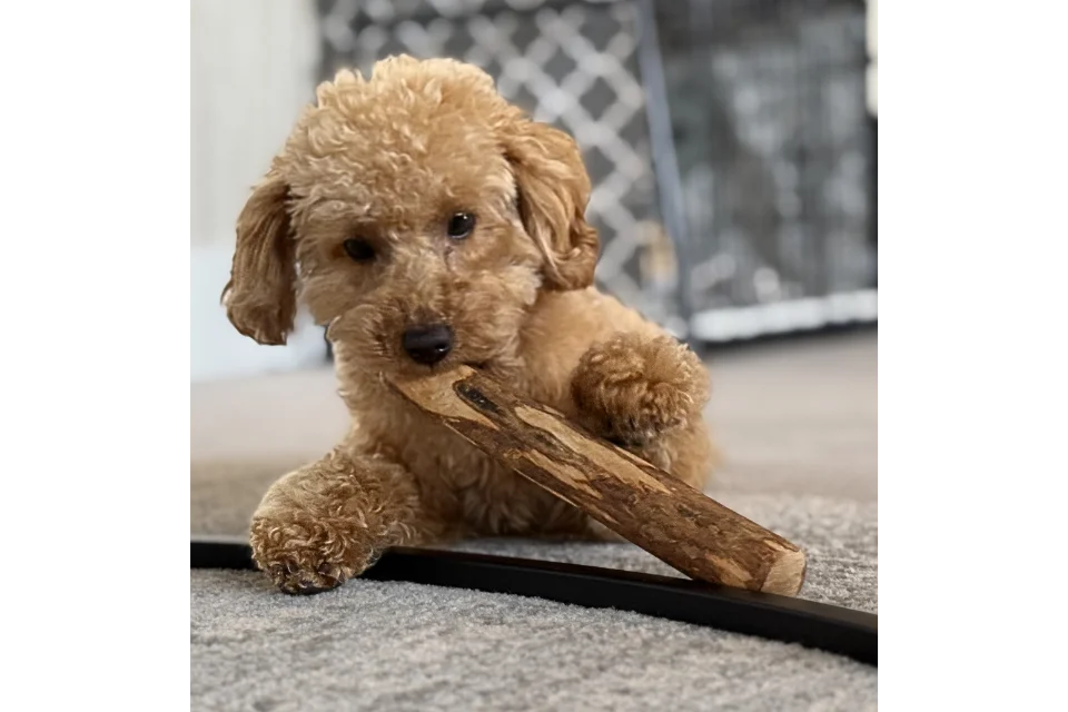 Customer with Olive Wood