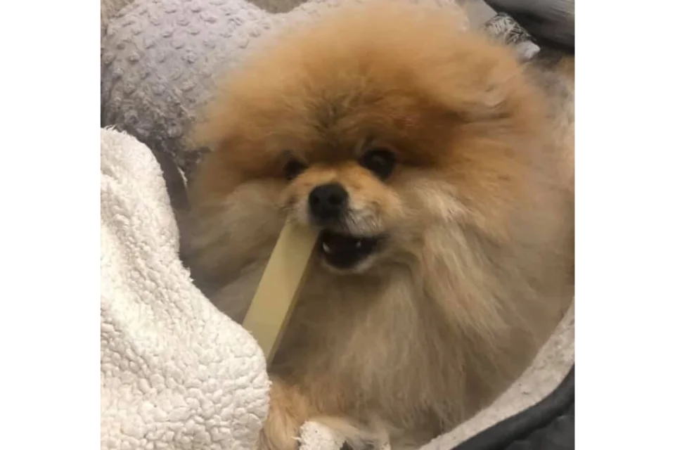 Dogtropolis Customer with Yak Snack