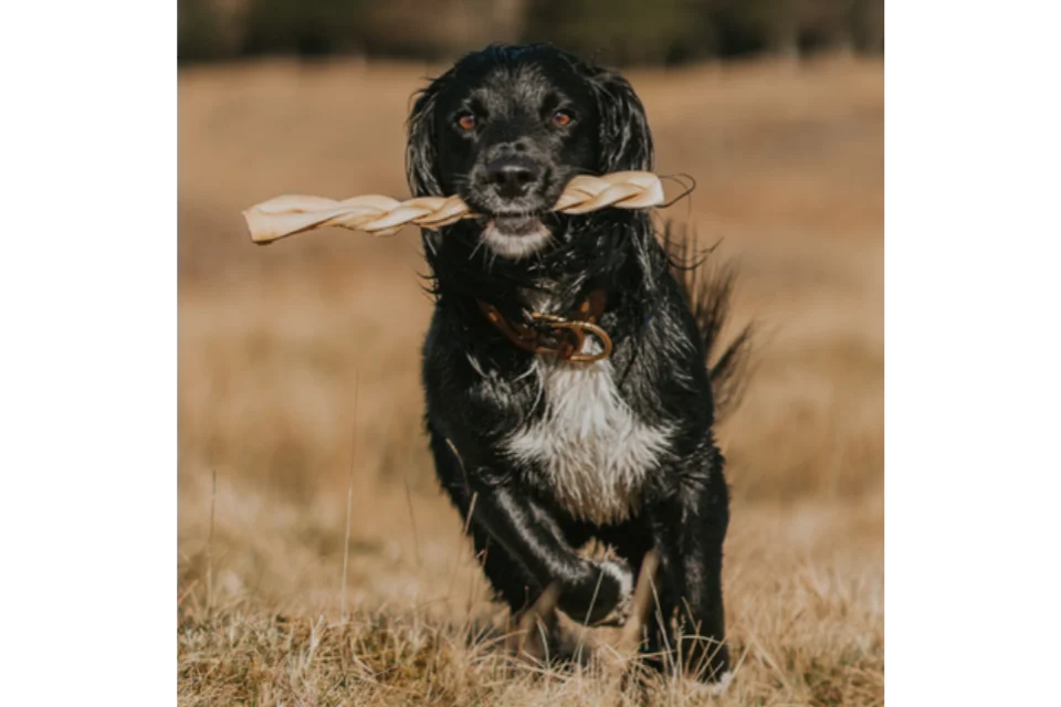 Dog with Braided Beef Skin Large