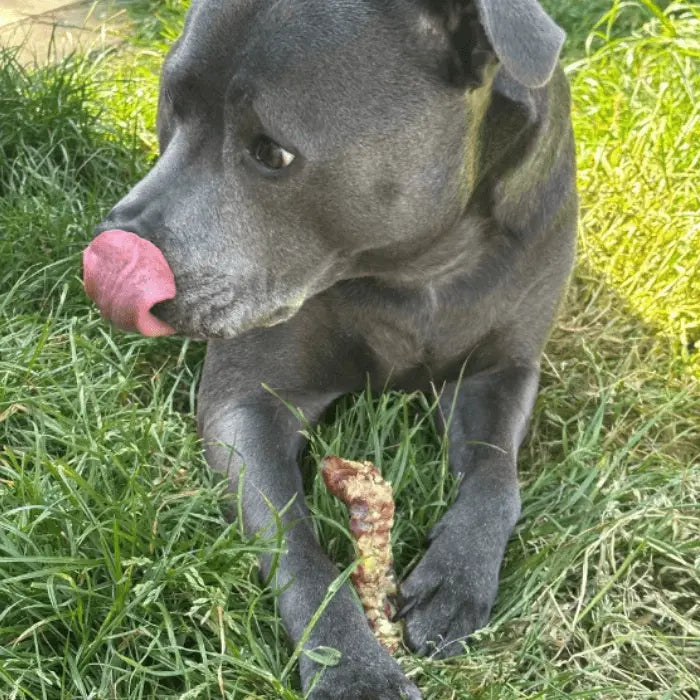 Dog with Beef Trachea