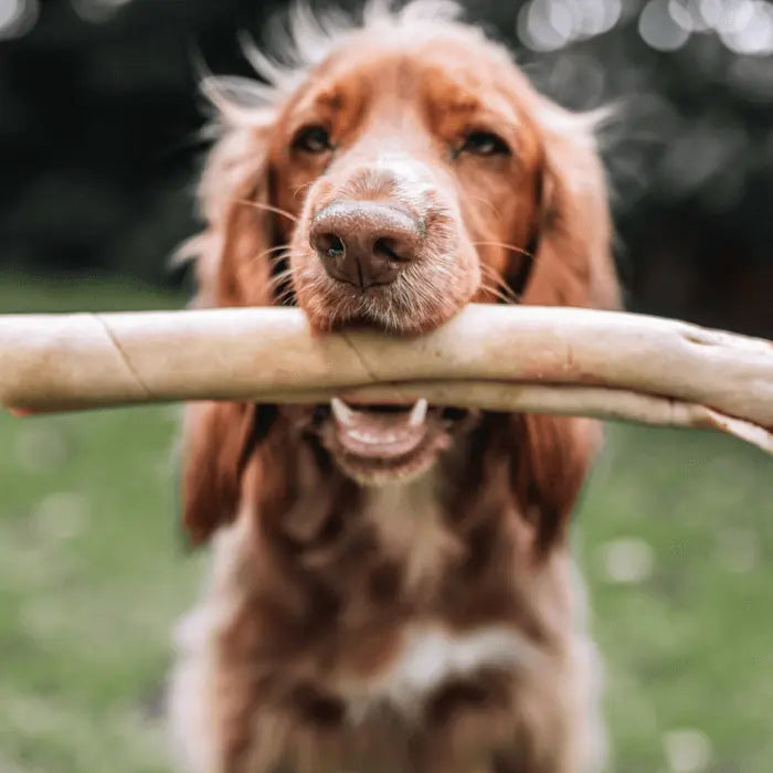 Dog with Bully Roll Large