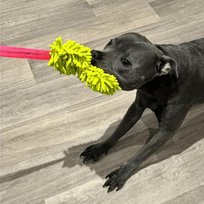 Product Tester with Bungee Dog Toy