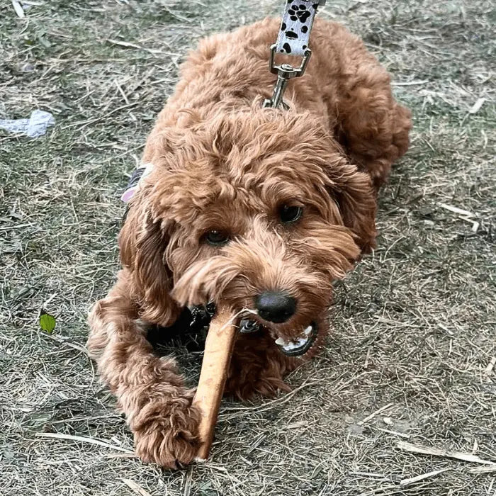 Dog with Chew