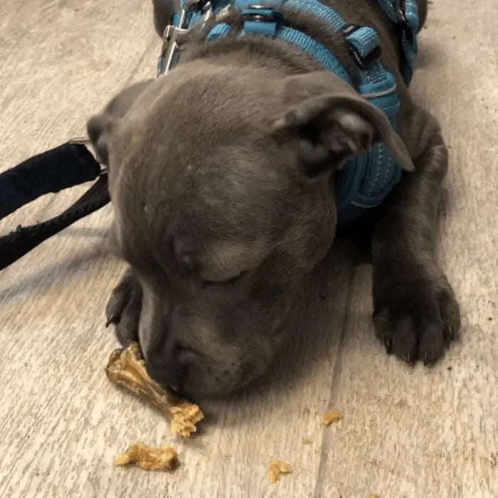 Dog with Chicken Feet