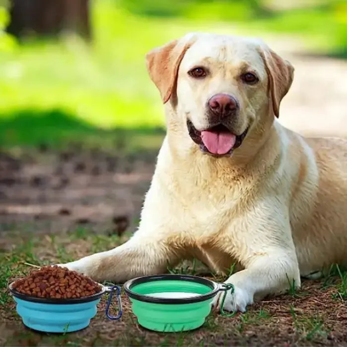 Dog with Collapsible Bowls