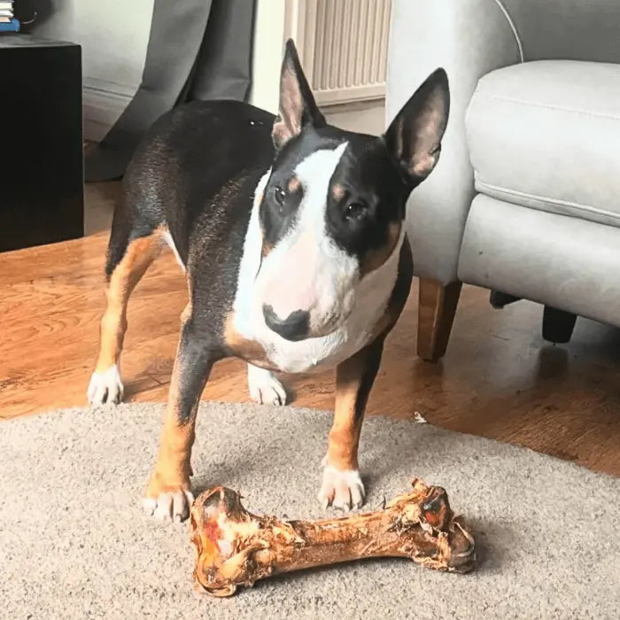 Dog with Dino Bone