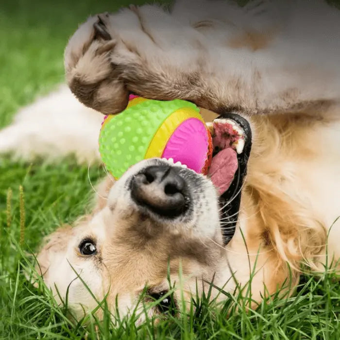 Dog with Five Senses Dog Ball