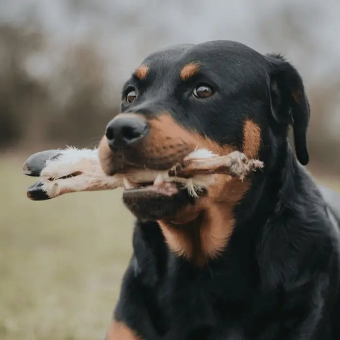 Dog with Hairy Lamb Foot