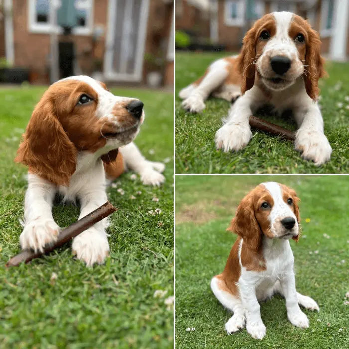 Puppy with Jumbo Sausage