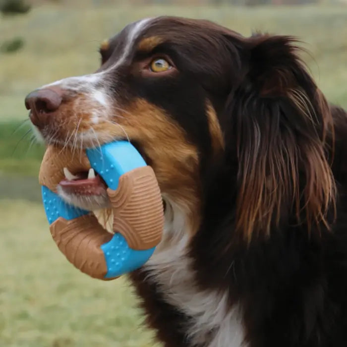 Dog with KONG Bamboo Toy