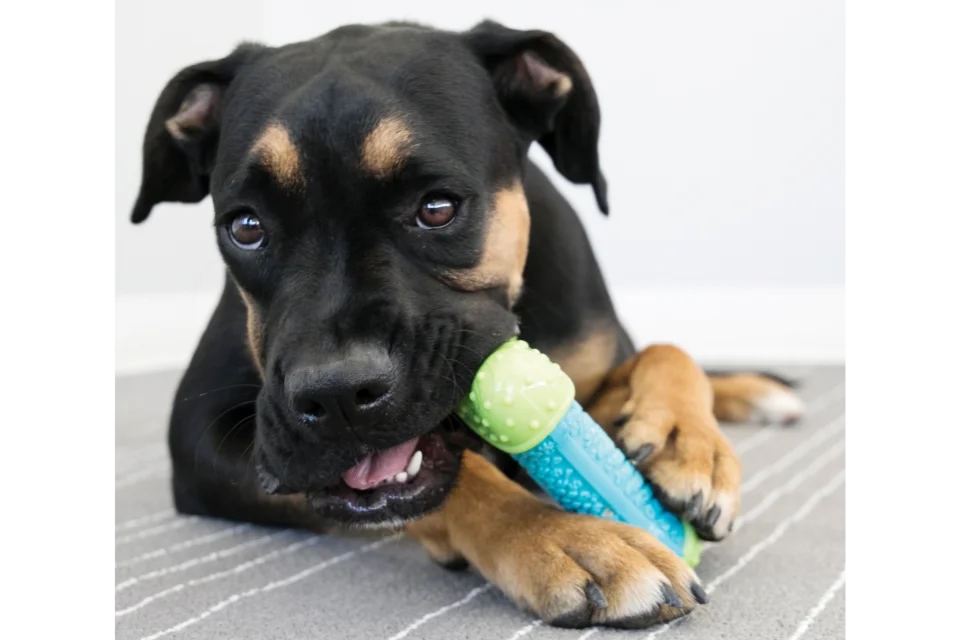 Dog with KONG CoreStrength Toy