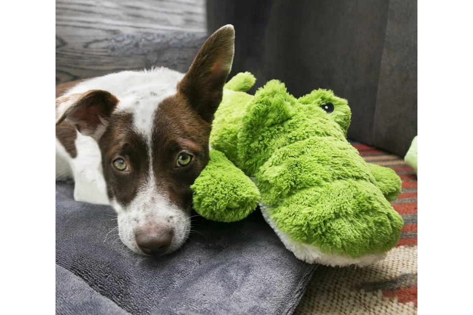 Dog with KONG Cozie Ali Alligator Toy