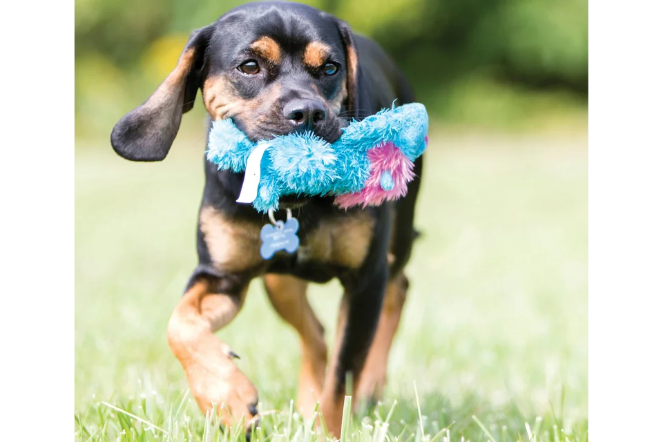 Dog with Cozie Brights Toy