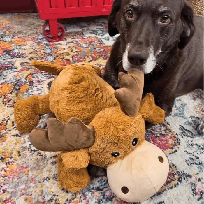 Dog with KONG Cozie Marvin Moose Dog Toy