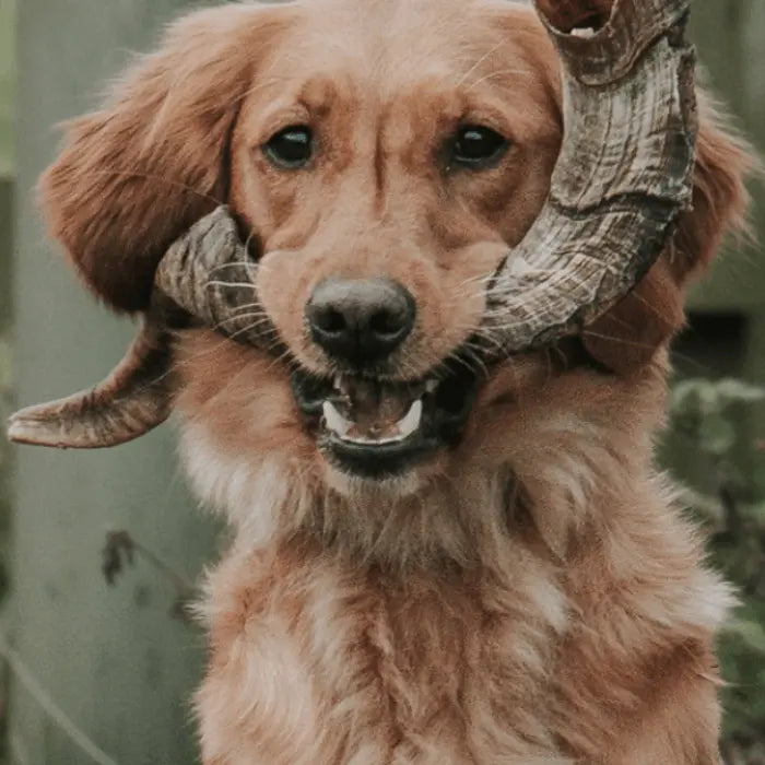 Dog with Lamb Horn