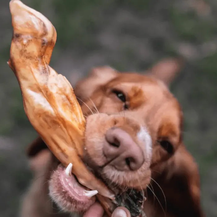 Dog with Lamb Foot