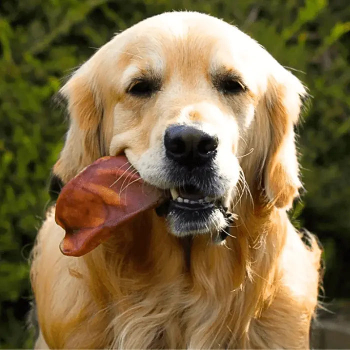 Dog with Pigs Ear