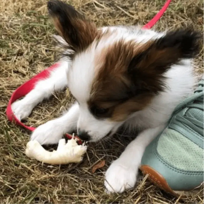 Dog with Puffed Chicken Feet