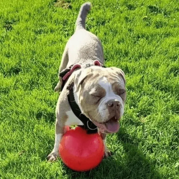 Dog with Red Boomer Ball