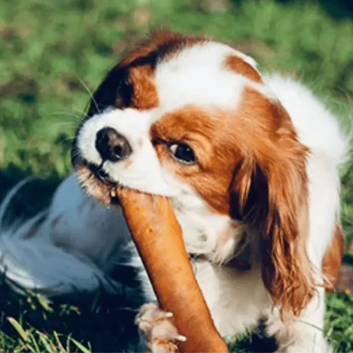 Dog with Sausage Roll