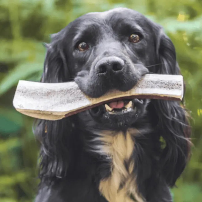 Dog with Split Antler