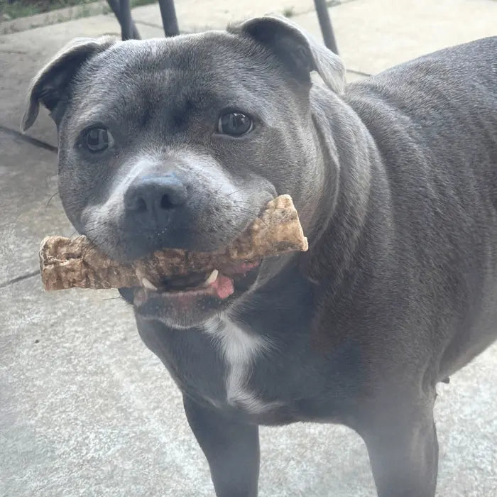 Dog with 15cm Trachea