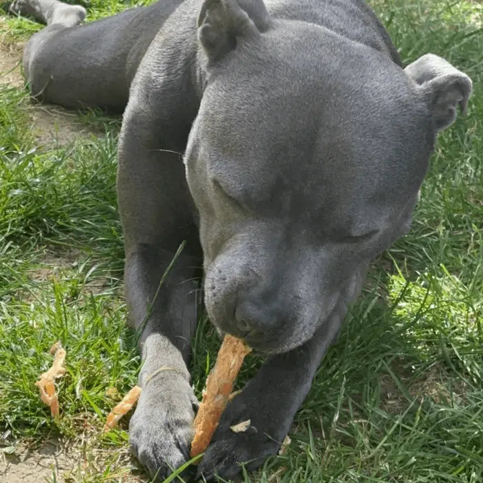 Dog with Treat