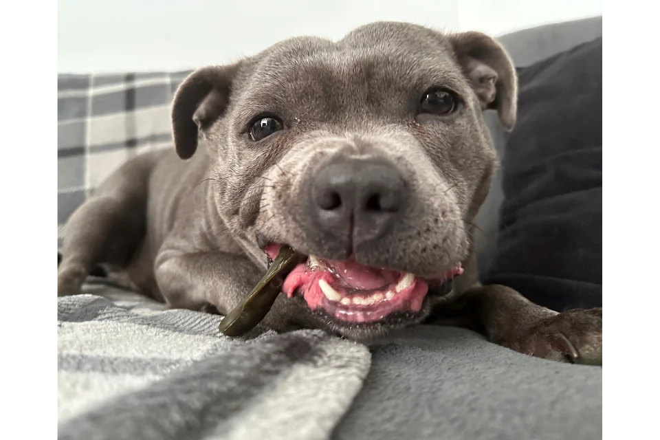 Dog with Fruit & Vegetable Bone