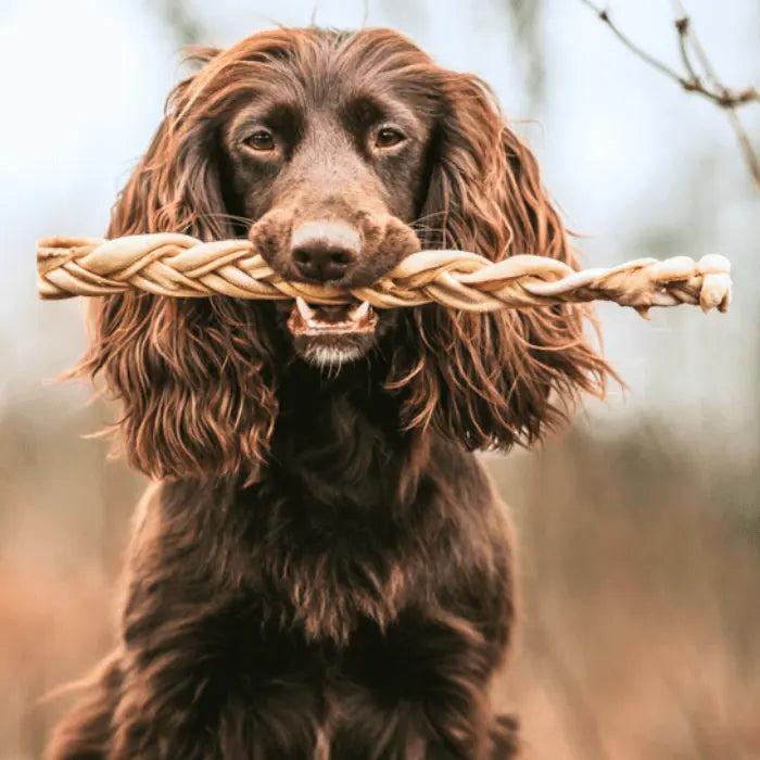 Dog with Braided Goat Skin