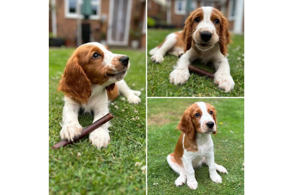Jumbo Sausages for Dogs Review