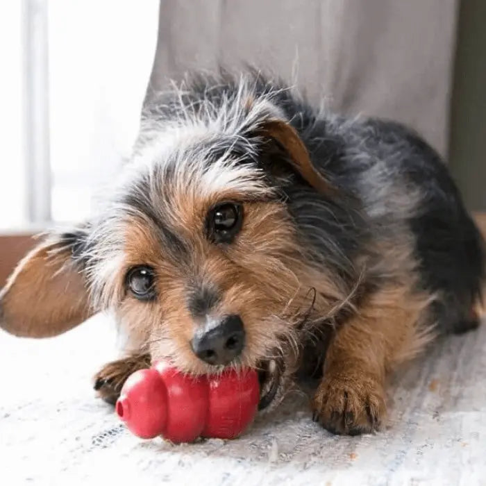 KONG Classic for Dogs and Puppies