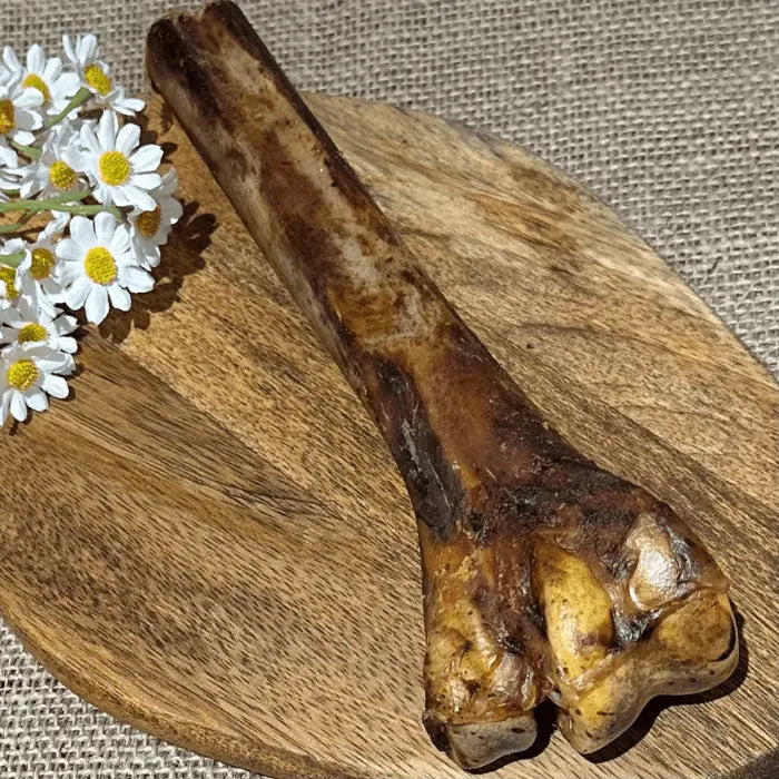 Ostrich Metatarsus Bone