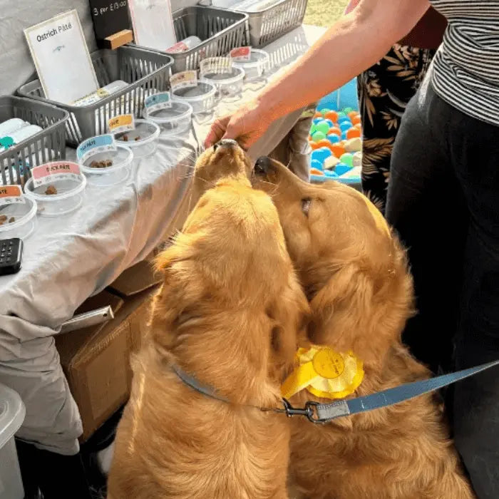 Dogtropolis Pate at Festivals