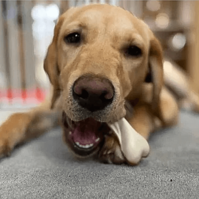 Peanut Butter Dual Bone Chew