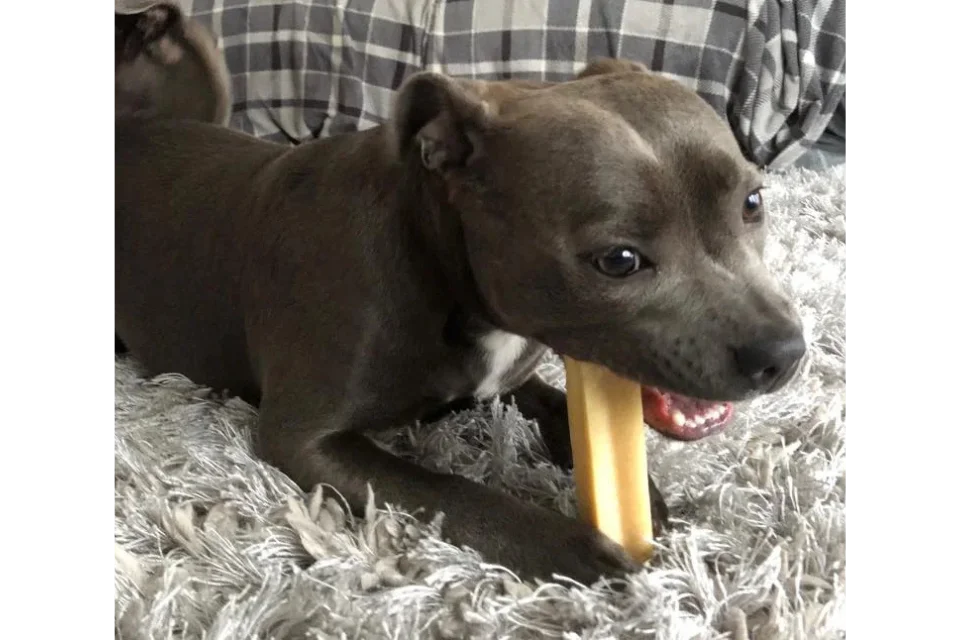 Dogtropolis Product Tester with Yak Snack