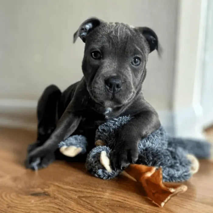 Puppy with Stockbull Beef Hide