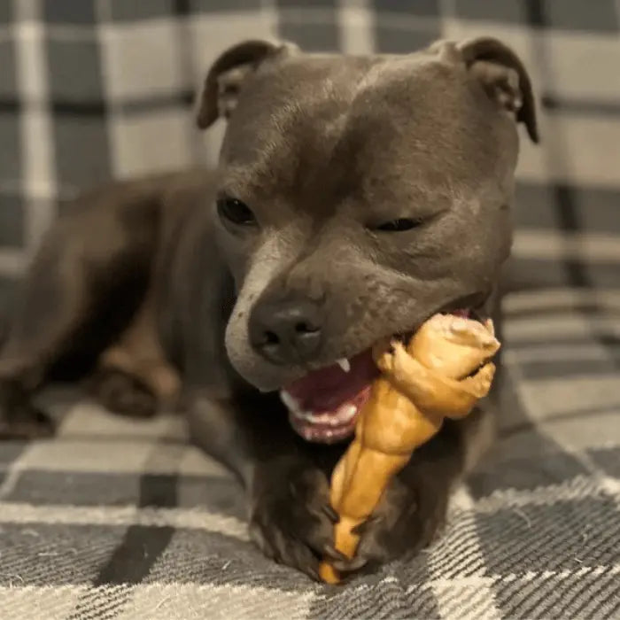 Staffie with Bully Roll