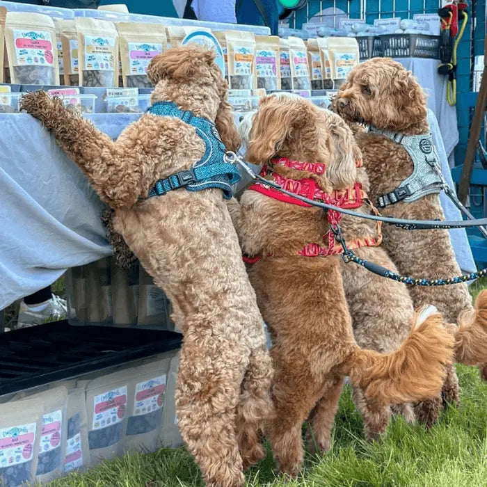 Festival Training Treats