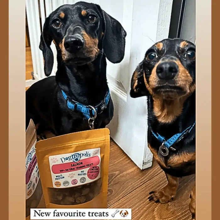 Training Treats Salmon