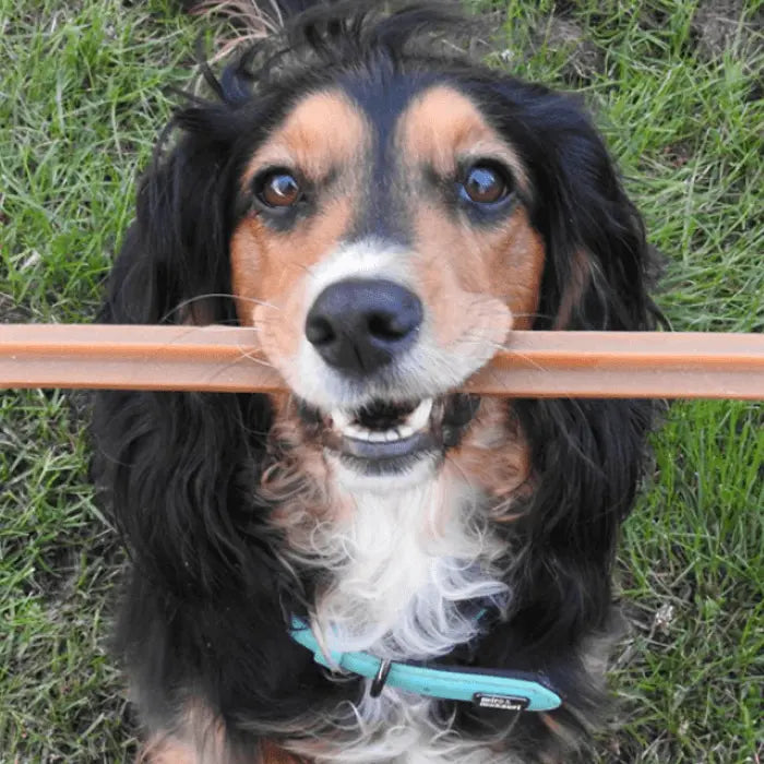 Veggie Star Sticks for Dogs