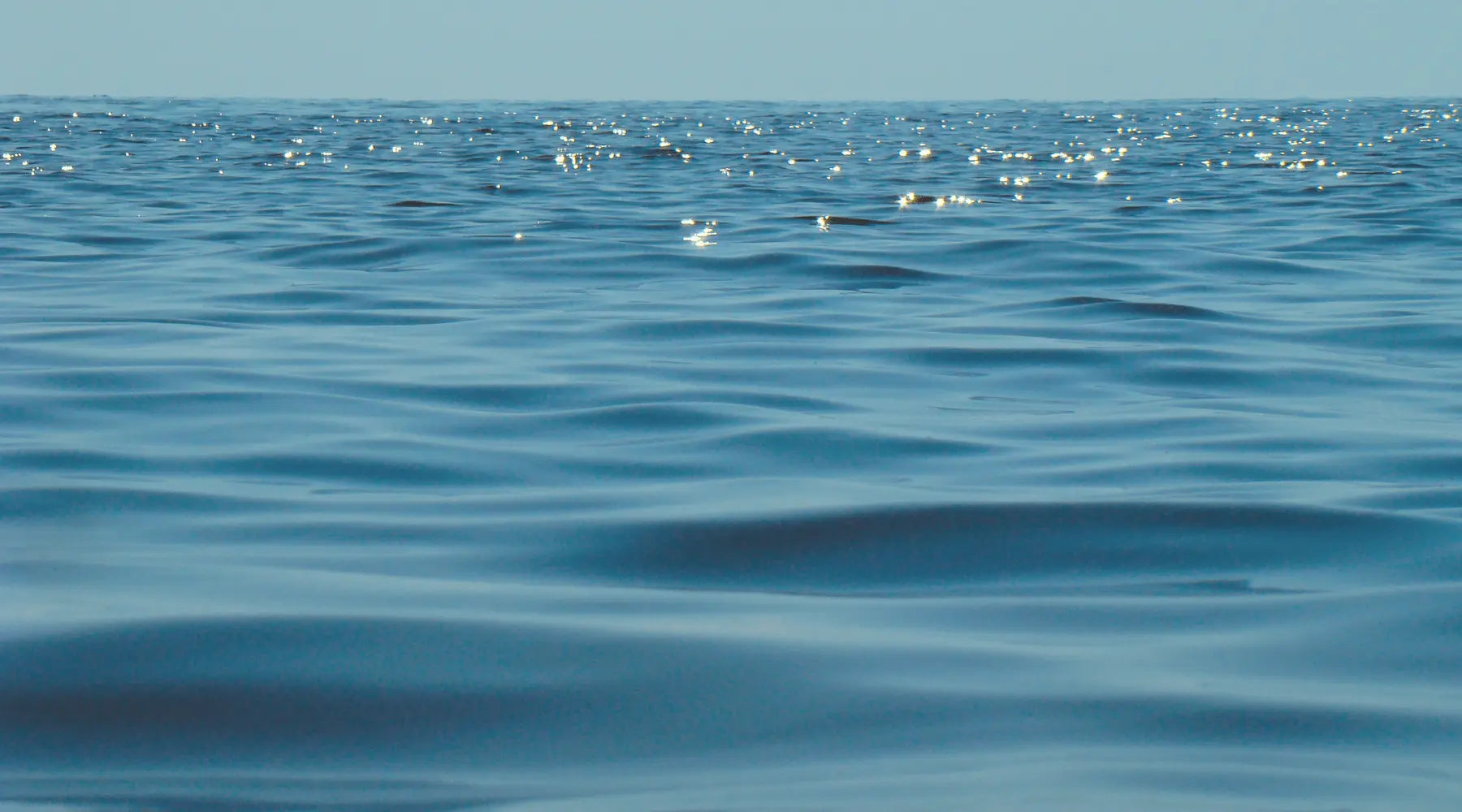 Biomagnification - the sea