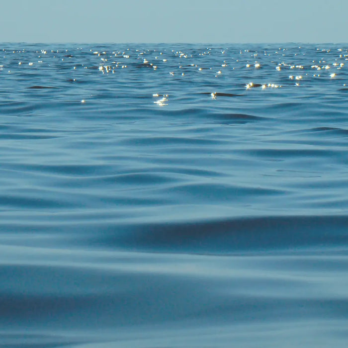 Biomagnification - the sea