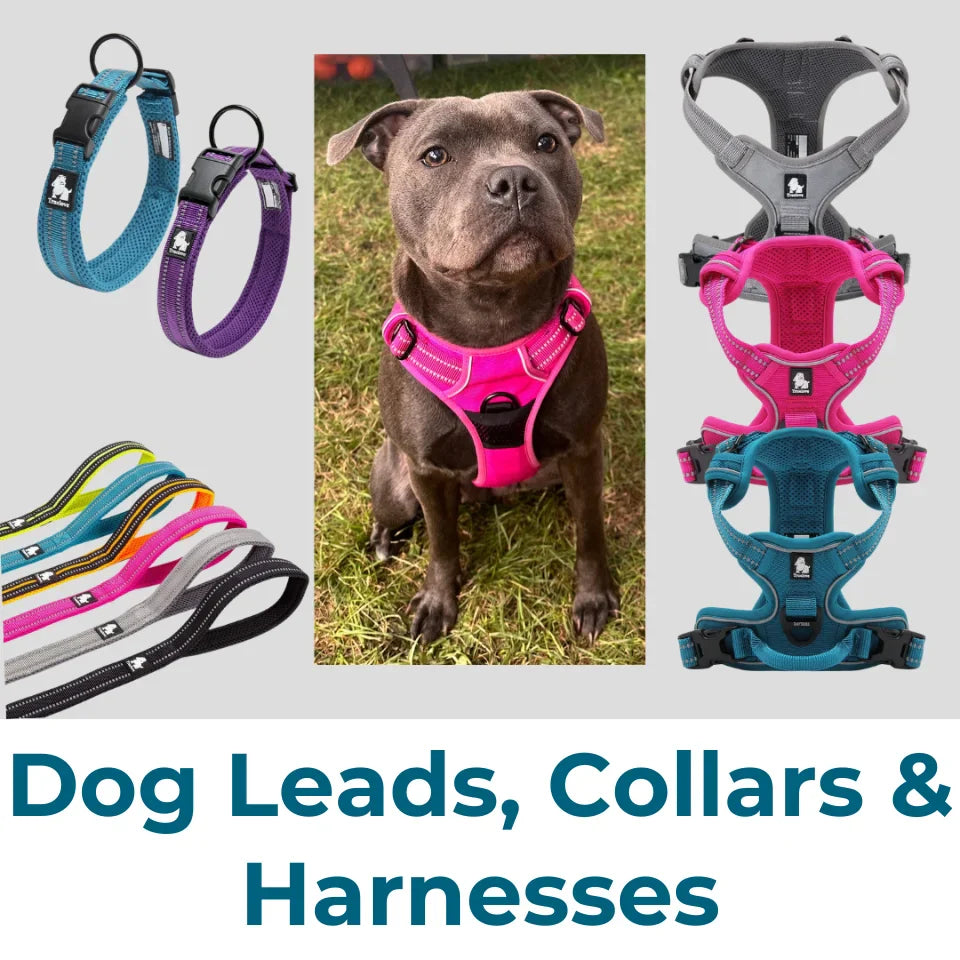 Dog Leads, Collars & Harnesses