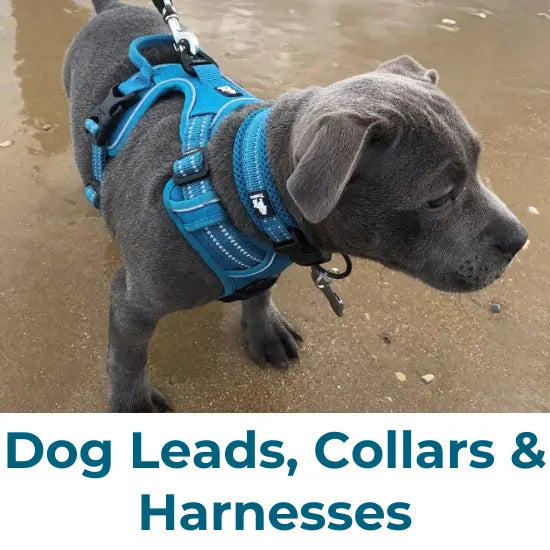 Dog Leads, Collars & Harnesses