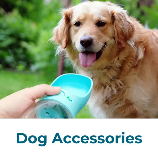 Dog Accessories Collection